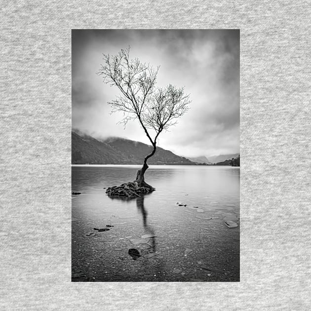 Lone Tree at Llyn Padarn by TonyNorth